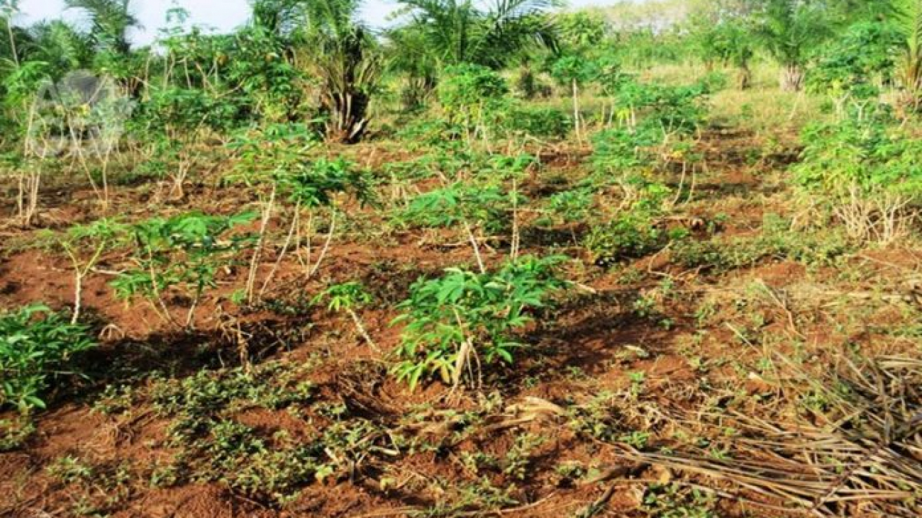 Lagriculture-au-Sud-du-Togo-en-proie-au-changement-